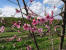 California Orchard Closeup